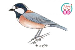 図書館で小鳥の塗り絵【ぷちカル】