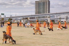 人命救助で活躍する災害救助犬 その秘密と訓練を知ろう