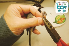 山階鳥類研究所連携　鳥の渡りと鳥類標識調査【あだち100年大学】